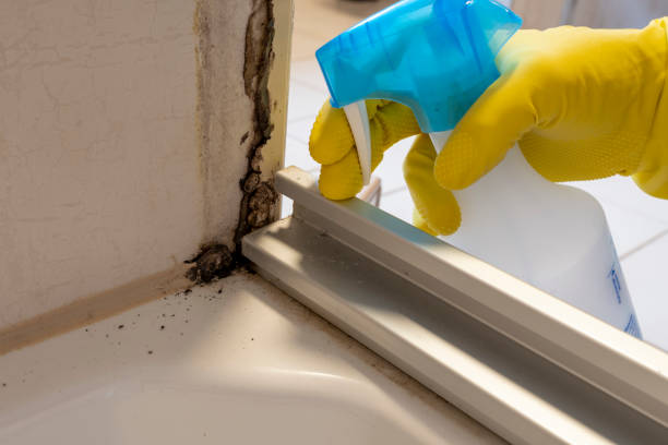 Best Fast Mold Removal  in Talluh, LA