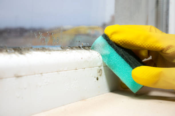 Best Crawl Space Mold Removal  in Talluh, LA