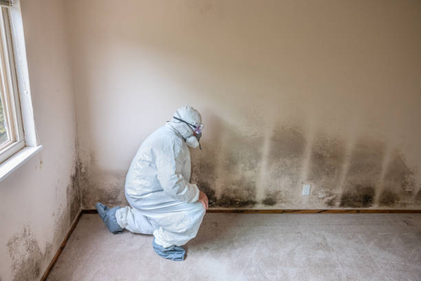 Office Mold Removal Services in Tallulah, LA